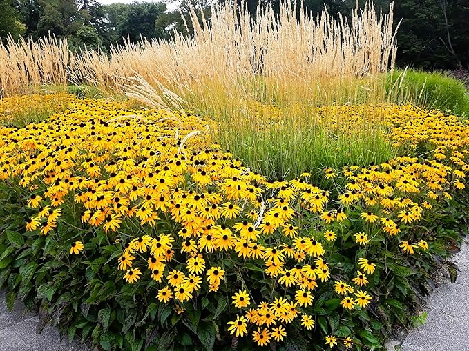 Greenwood Nursery: Live Perennial Plants - Black-Eyed Susan + Rudbeckia Fulgida 'Goldsturm' - [Qty: 1x Pint Pot] - (Click for Other Available Plants/Quantities)