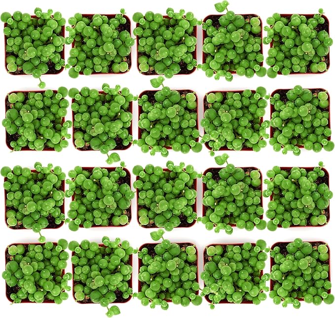Shop Succulents String of Pearls Succulent Plant 2" Grow Pot Pack of 64