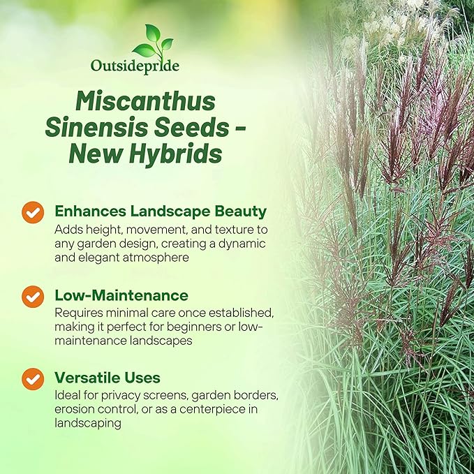 Outsidepride New Hybrids Miscanthus Sinensis Seeds - 250 Pcs. Perennial, Drought & Heat Tolerant, Chinese Silver Ornamental Grass, Tall Growth, Low Maintenance for Landscaping & Privacy Screens