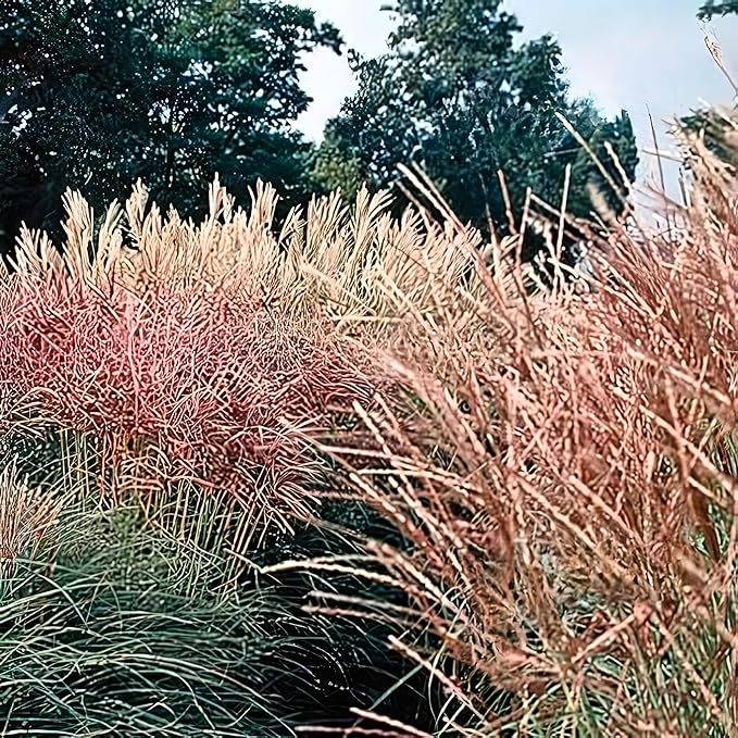 Outsidepride New Hybrids Miscanthus Sinensis Seeds - 250 Pcs. Perennial, Drought & Heat Tolerant, Chinese Silver Ornamental Grass, Tall Growth, Low Maintenance for Landscaping & Privacy Screens
