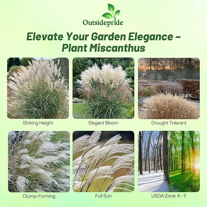 Outsidepride Early Hybrids Miscanthus Sinensis Seeds - 500 Pcs. Perennial, Drought & Heat Tolerant, Chinese Silver Ornamental Grass, Tall Growth, Low Maintenance for Landscaping & Privacy Screens