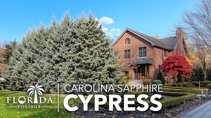 Carolina Sapphire | 2 Large Gallon Size Trees | Cupressus arizonica 'Carolina Sapphire' | Privacy Screen | Fast-Growing Evergreen Plants for Landscaping