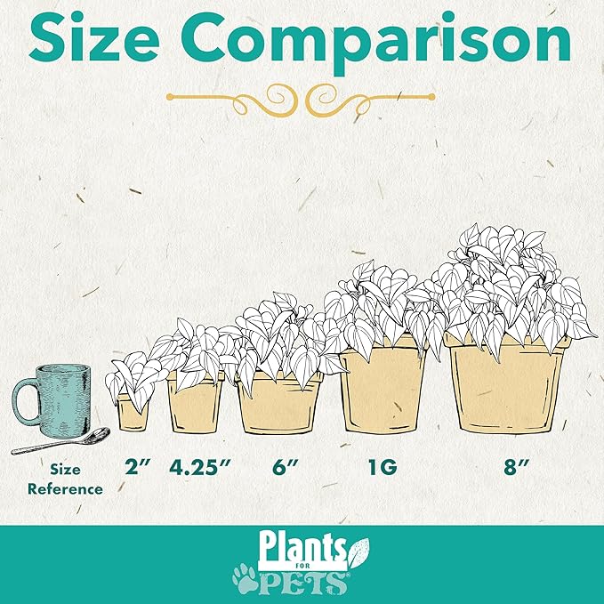 String of Bananas Succulent, Hanging Plants Live Succulents Plants Live Houseplants, Hanging Planter Basket, Mini Succulents Live Plants Indoor Plants in Plant Basket by Plants for Pets