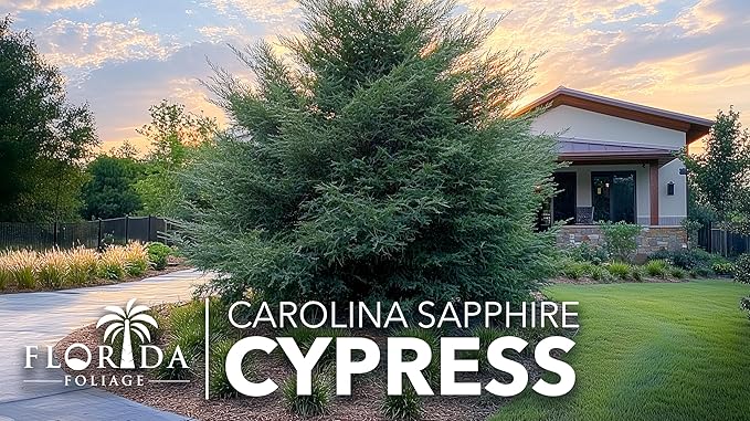 Carolina Sapphire | 3 Live Trees | Cupressus arizonica 'Carolina Sapphire' | Privacy Screen | Fast-Growing Evergreen Plants for Landscaping