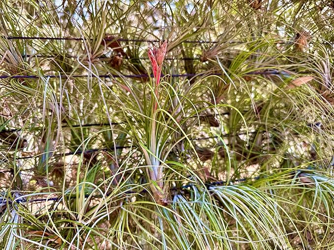 ragnaroc Air Plants - Tillandsia Juncea, Jumbo 8-12" - 5ct - Live Arrival Guaranteed - House Plants for Home Decor & Gift