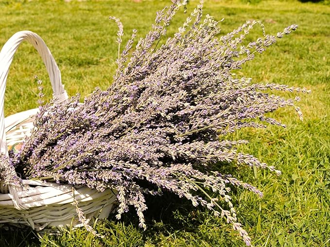 Greenwood Nursery: Live Perennial Plants - Grosso Lavender + Lavandula x Intermedia - [Qty: 3X 3.5 Pots] - (Click for Other Available Plants/Quantities)