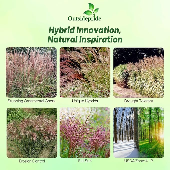 Outsidepride New Hybrids Miscanthus Sinensis Seeds - 250 Pcs. Perennial, Drought & Heat Tolerant, Chinese Silver Ornamental Grass, Tall Growth, Low Maintenance for Landscaping & Privacy Screens