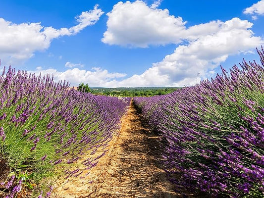 Greenwood Nursery: Live Perennial Plants - Grosso Lavender + Lavandula x Intermedia - [Qty: 3X 3.5 Pots] - (Click for Other Available Plants/Quantities)