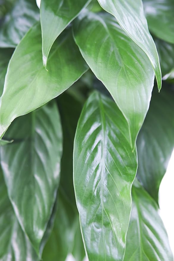 KaBloom Flowers - Large Purifying Peace Lily, Burlap Pot Cover - Gift for Birthday, Sympathy, Anniversary, Get Well, Thank You, Valentine, Mother’s Day Fresh Flowers