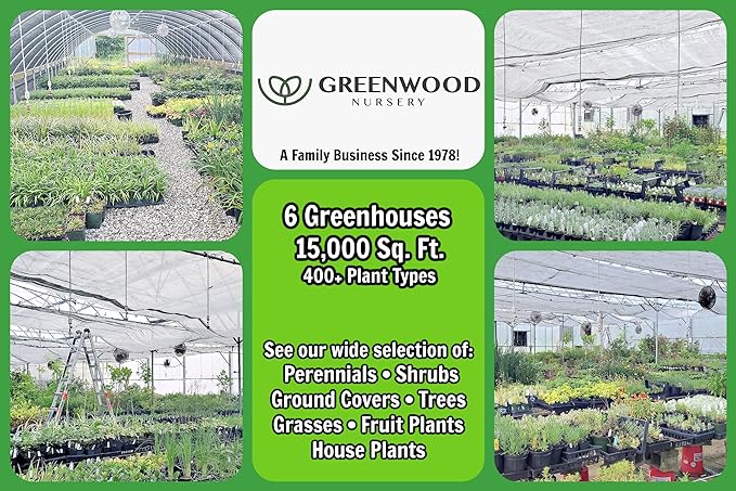 Greenwood Nursery: Live Perennial Plants - 'Homestead Purple' + Verbena Canadensis - [Qty: 10x Pint Pots] - (Click for Other Available Plants/Quantities)