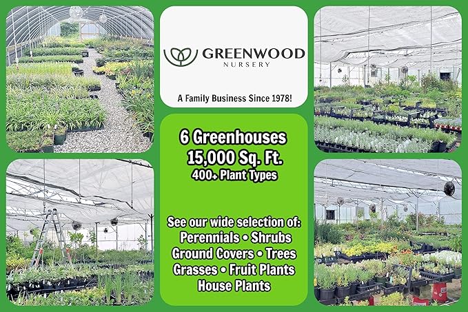 Greenwood Nursery: Live Perennial Plants - Bay Laurel Herb + Laurus Nobilis - [Qty: 1x 2.5 Pot] - (Click for Other Available Plants/Quantities)