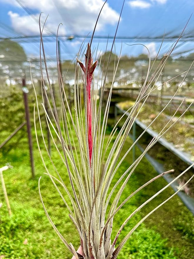 ragnaroc Air Plants - Tillandsia Juncea, Jumbo 8-12" - 5ct - Live Arrival Guaranteed - House Plants for Home Decor & Gift