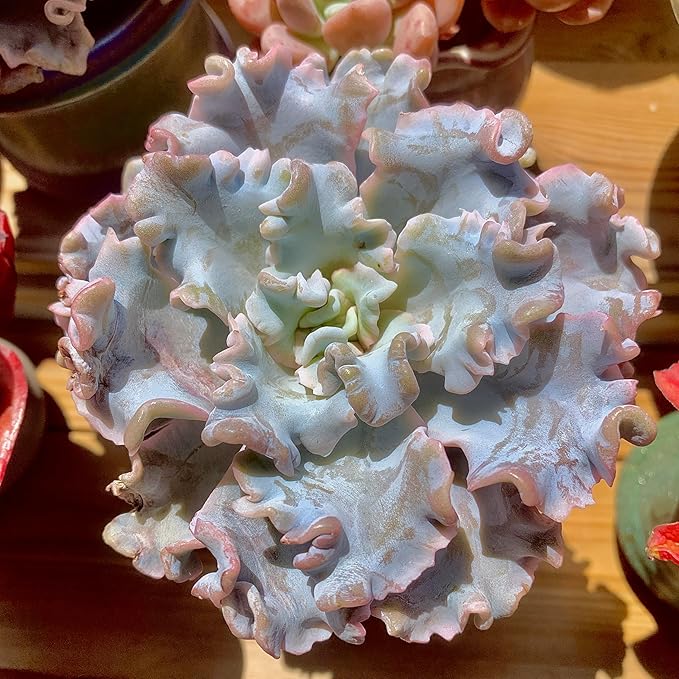FWPP Echeveria 'Crispate Beauty' Live Succulent 3.5 Inch Potted Plant, Easy Care Indoor Houseplant, Real Succulent Gift for Home or Office Decor
