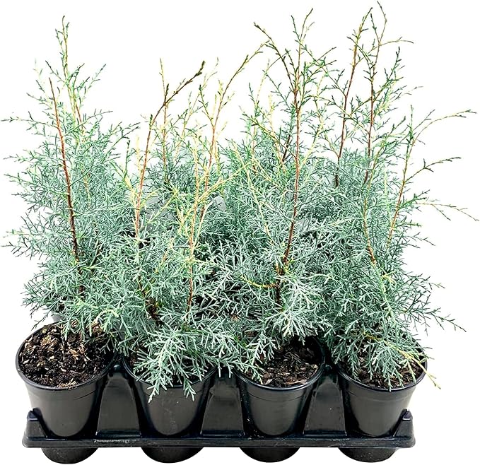 Carolina Sapphire | 1 Live Quart Size Tree | Cupressus arizonica 'Carolina Sapphire' | Privacy Screen | Fast-Growing Evergreen Plants for Landscaping