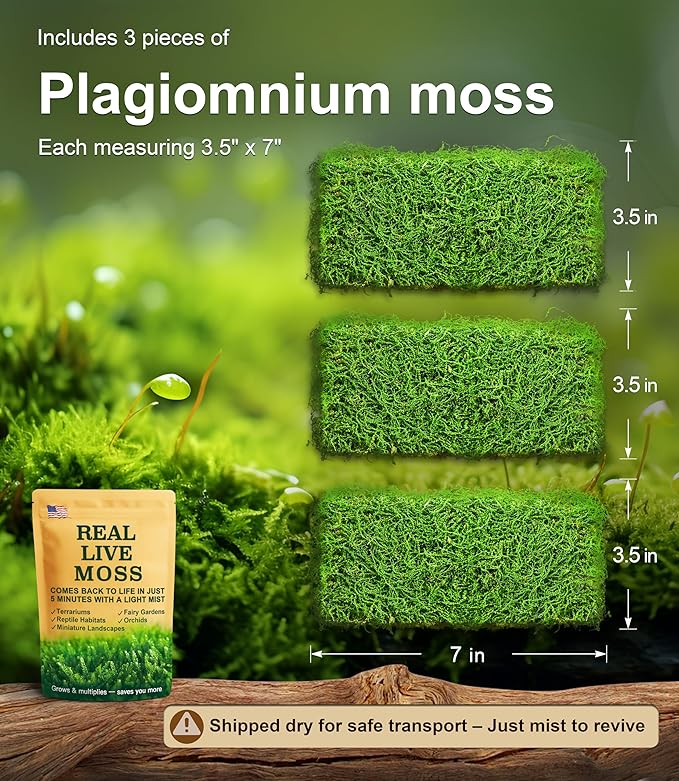Live Moss – Plagiomnium Moss (3 Sheets, Each Approx. 3.5"x7") for Terrariums, Moss Balls, Bonsai & Natural Plant Decor – Naturally Grown, Reusable, Not Artificial