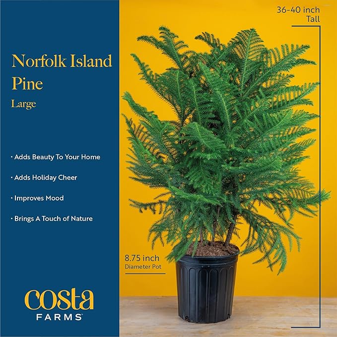 Costa Farms Norfolk Island Pine, Live Christmas Tree Plant in Decorative Christmas Planter, Includes Ornaments, Large Indoor Houseplant, Seasonal Room Decor, 3-4 Feet Tall