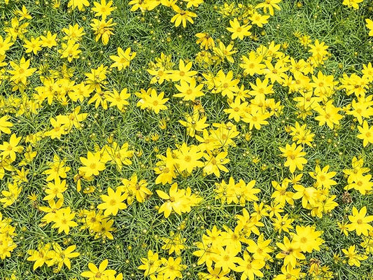 Greenwood Nursery: Live Perennial Plants - Nana Mouse Ear Tickseed + Coreopsis Auriculata - [Qty: 3X Pint Pots] - (Click for Other Available Plants/Quantities)