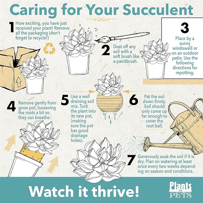 String of Bananas Succulent, Hanging Plants Live Succulents Plants Live Houseplants, Hanging Planter Basket, Mini Succulents Live Plants Indoor Plants in Plant Basket by Plants for Pets