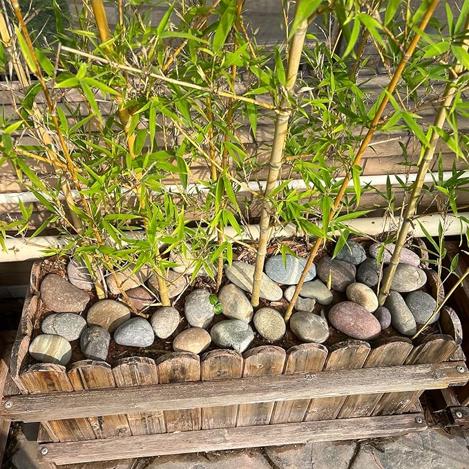 40 lbs Garden Rocks Pebbles, 2-3 Inch Decorative Large River Rocks for Landscaping, Painting, Aquarium, Plants, Crafting, Walkways and Outdoor Decorative Stones