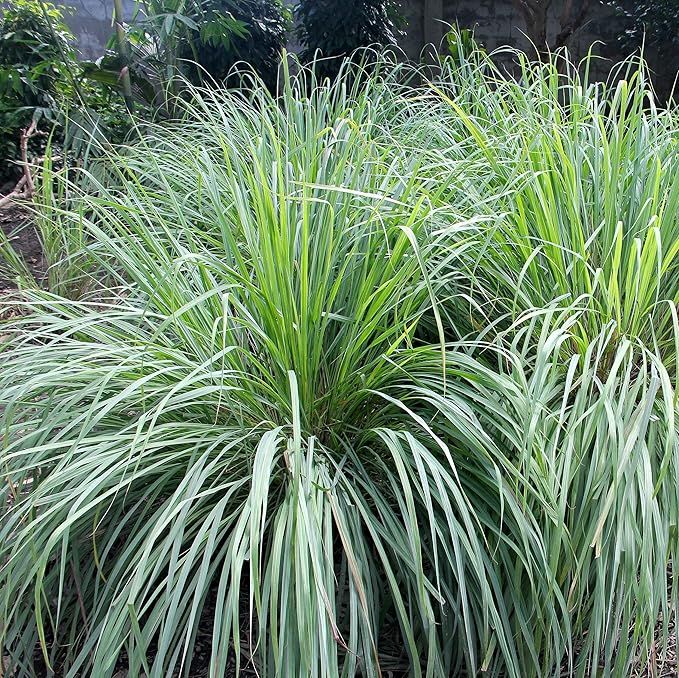 Outsidepride Lemon Grass Seeds for Planting - 2000 Perennial Seeds, Mosquito Repellent, Deer Proof, Citronella Grass for Culinary and Ornamental Use, Blue-Green Foliage, Lemon Grass Live Plant