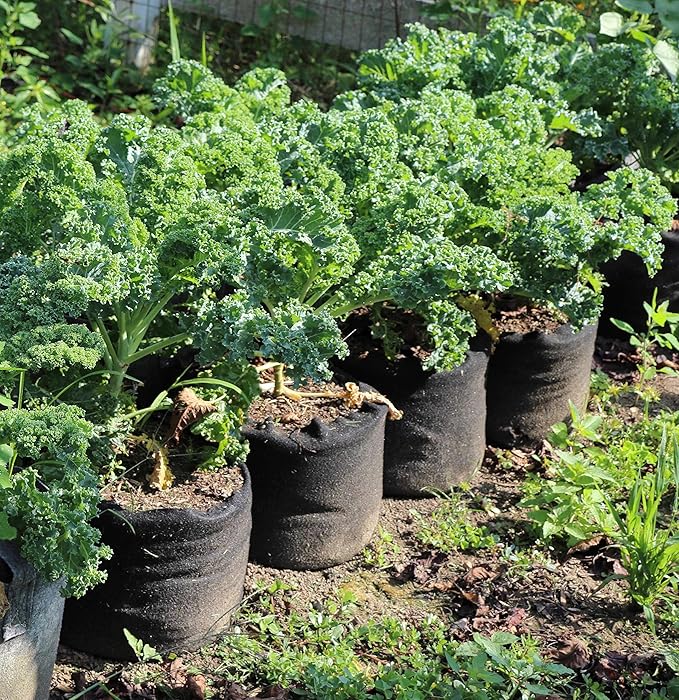 RootEase Garden Planting Aeration Fabric Container, Heavy Duty Durable Fabric Grow Pots, Perfect Harvest Planter, Raised Bed, Best Root Treatment Eco-Friendly Grow Bags (5 Gallon, Black)
