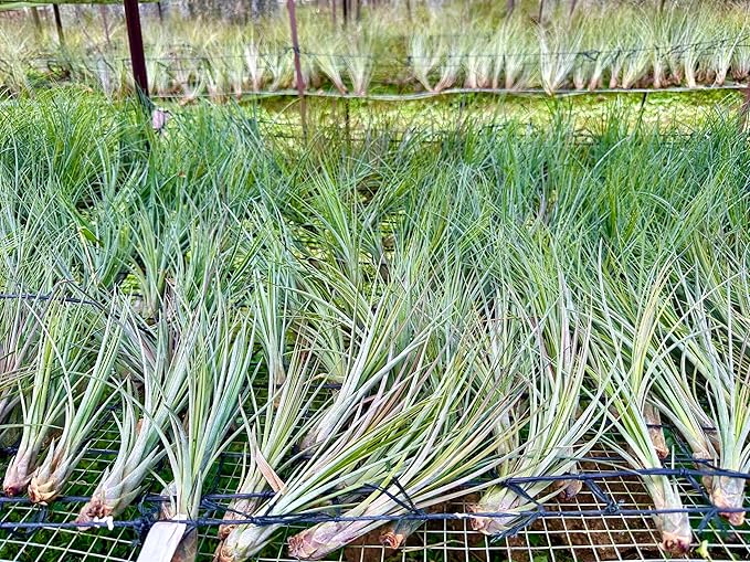 ragnaroc Air Plants - Tillandsia Juncea, Jumbo 8-12" - 1ct - Live Arrival Guaranteed - House Plants for Home Decor & Gift