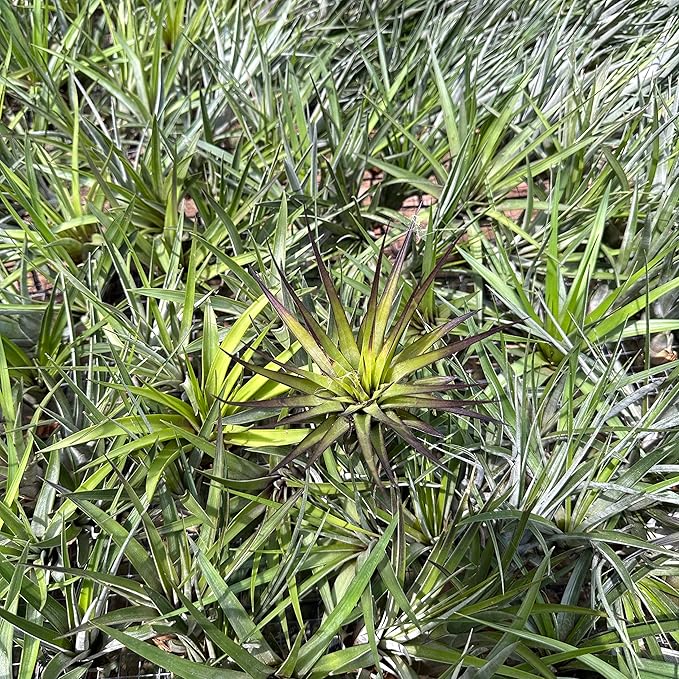 ragnaroc Air Plants - Tillandsia Fasciculata Tricolor, Large 4-6" - 2ct - Live Arrival Guaranteed - House Plants for Home Decor & Gift